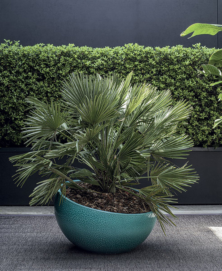 Artemisia Planter