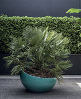 Artemisia Planter